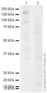 Western blot - Anti-STAT5 (phospho Y694) antibody (AB98338)