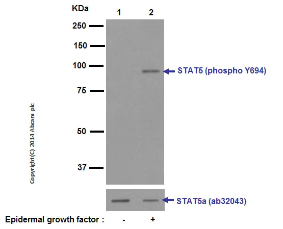 Western blot - Anti-STAT5 (phospho Y694) antibody [E208] (AB32364)