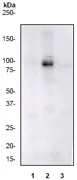Western blot - Anti-STAT5 (phospho Y694) antibody [E208] (AB32364)