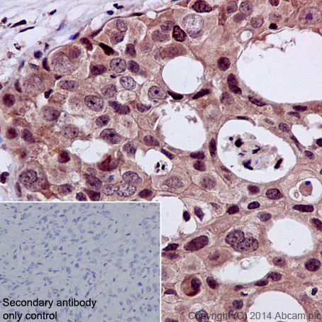 Immunohistochemistry (Formalin/PFA-fixed paraffin-embedded sections) - Anti-STAT5 (phospho Y694) antibody [E208] - BSA and Azide free (AB219607)