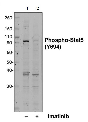 Western blot - Anti-STAT5 (phospho Y694) antibody [Stat5Y694-G11] (AB278764), expandable thumbnail