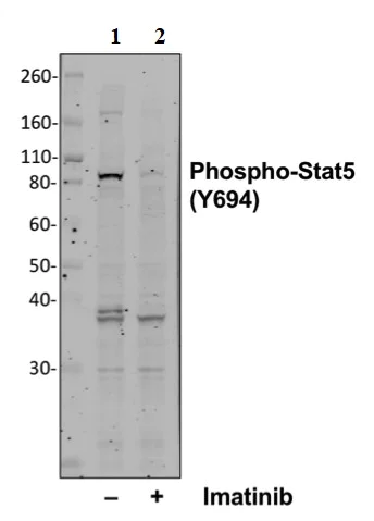 Western blot - Anti-STAT5 (phospho Y694) antibody [Stat5Y694-G11] (AB278764)