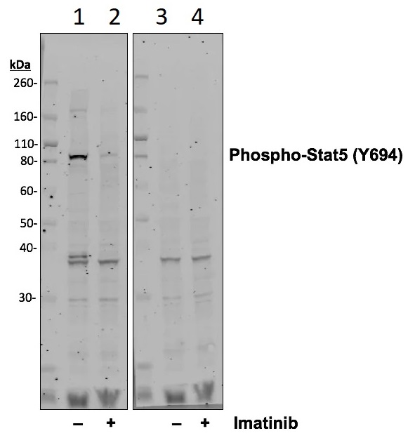 Western blot - Anti-STAT5 (phospho Y694) antibody [Stat5Y694-G11] (AB278764), expandable thumbnail