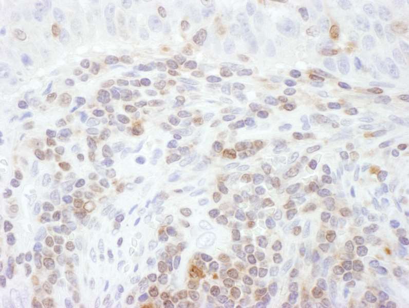 Immunohistochemistry (Formalin/PFA-fixed paraffin-embedded sections) - Anti-STAT5a antibody (AB264324)