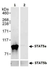 Immunoprecipitation - Anti-STAT5a antibody (AB264324)
