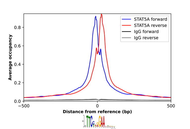 ChIP - Anti-STAT5A Antibody (AB327212)