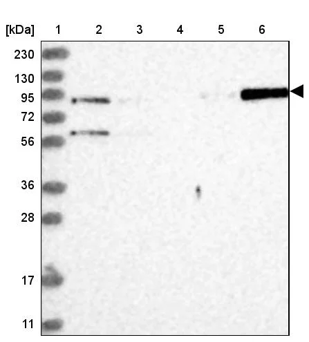 Western blot - Anti-STAT5A Antibody (AB327212)