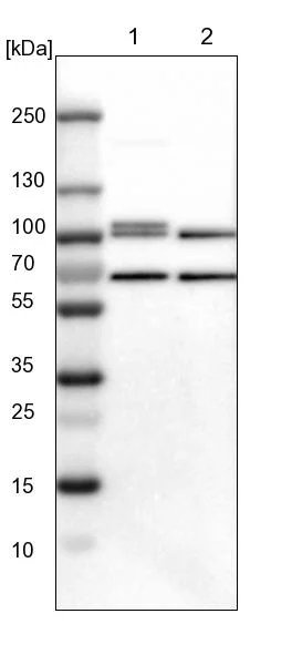 Western blot - Anti-STAT5A Antibody (AB327212)