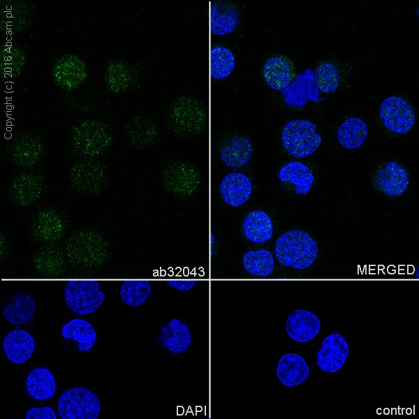 Immunocytochemistry/ Immunofluorescence - Anti-STAT5a antibody [E289] (AB32043)