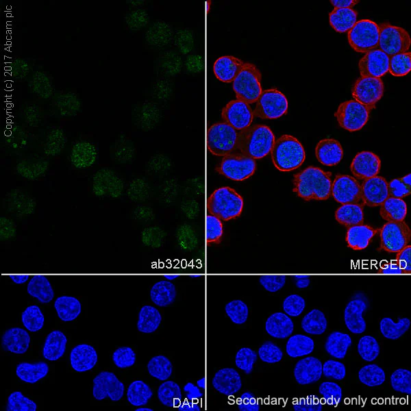 Immunocytochemistry/ Immunofluorescence - Anti-STAT5a antibody [E289] (AB32043)