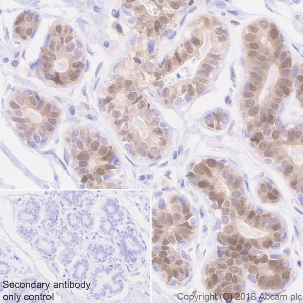 Immunohistochemistry (Formalin/PFA-fixed paraffin-embedded sections) - Anti-STAT5a antibody [E289] (AB32043)