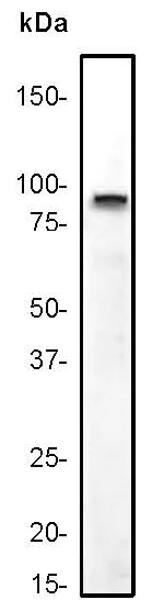Western blot - Anti-STAT5a antibody [E289] (AB32043)