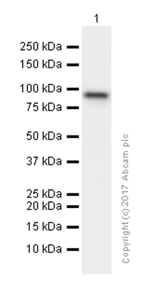Western blot - Anti-STAT5a antibody [E289] (AB32043)
