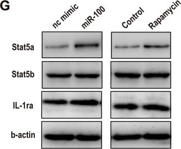 Western blot - Anti-STAT5a antibody [E289] (ab32043), expandable thumbnail