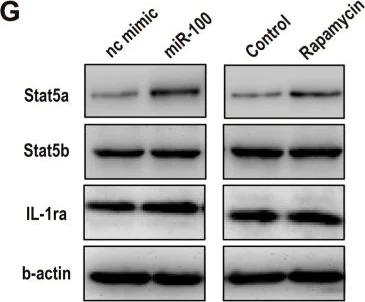 Western blot - Anti-STAT5a antibody [E289] (AB32043)