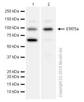 Western blot - Anti-STAT5a antibody [E289] (AB32043)
