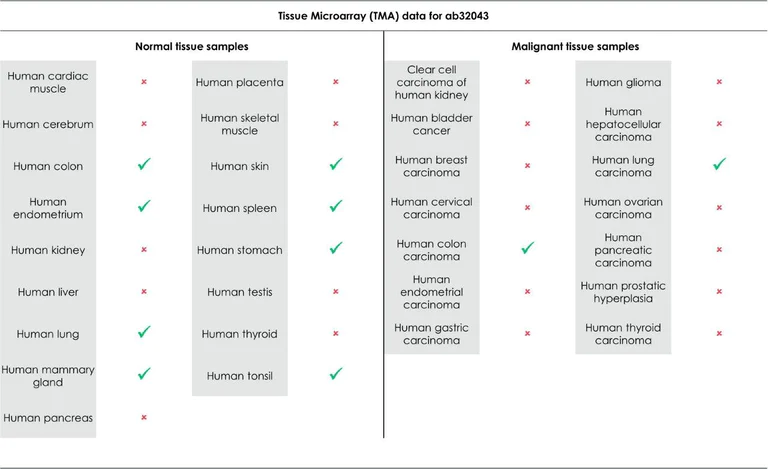 Immunohistochemistry (Formalin/PFA-fixed paraffin-embedded sections) - Anti-STAT5a antibody [E289] - BSA and Azide free (AB213219)