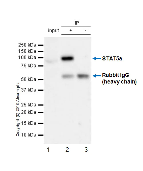 Immunoprecipitation - Anti-STAT5a antibody [E289] - BSA and Azide free (AB213219)