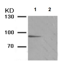 Western blot - Anti-STAT5a (phospho S725) + STAT5b (phospho S730) antibody (AB194518)