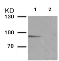 Western blot - Anti-STAT5a (phospho S725) + STAT5b (phospho S730) antibody (AB194518)