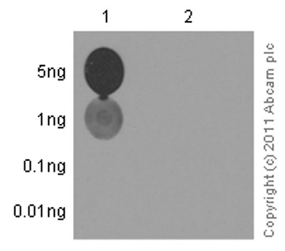 Dot Blot - Anti-STAT5a (phospho S726) antibody [EPR1914(2)] - BSA and Azide free (AB248206), expandable thumbnail