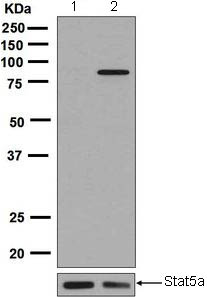 Western blot - Anti-STAT5a (phospho S726) antibody [EPR1914(2)] - BSA and Azide free (AB248206), expandable thumbnail