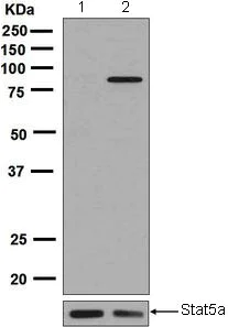 Western blot - Anti-STAT5a (phospho S726) antibody [EPR1914(2)] - BSA and Azide free (AB248206)