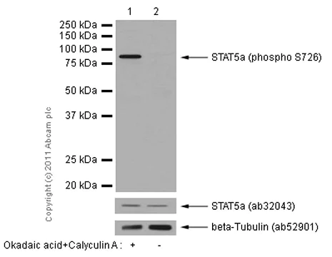 Western blot - Anti-STAT5a (phospho S726) antibody [EPR1914(2)] - BSA and Azide free (AB248206)