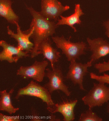 Immunocytochemistry/ Immunofluorescence - Anti-STAT5a (phospho S780) antibody (AB30649)