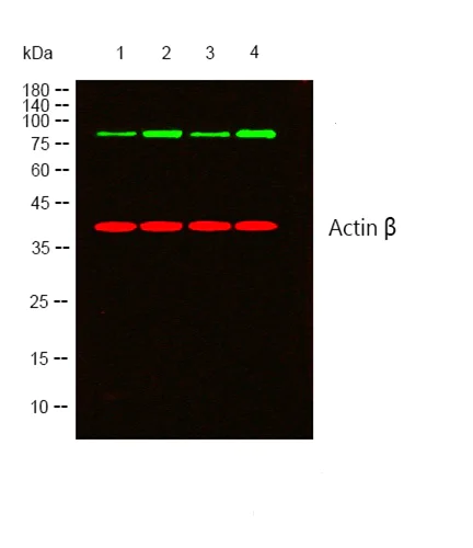 Western blot - Anti-STAT5a (phospho S780) antibody (AB30649)