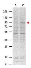 Western blot - Anti-STAT5a (phospho Y694) antibody [6.F1] (AB106095)