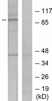 Western blot - Anti-STAT5a (phospho Y694) antibody (AB30648)