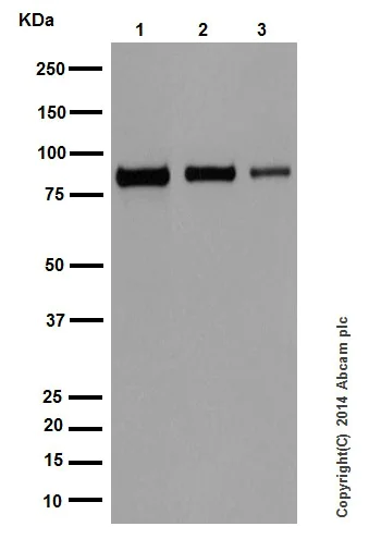 Western blot - Anti-STAT5a + STAT5b antibody [EPR16671-40] (AB194898)