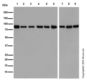 Western blot - Anti-STAT5a + STAT5b antibody [EPR16671-40] (AB194898)