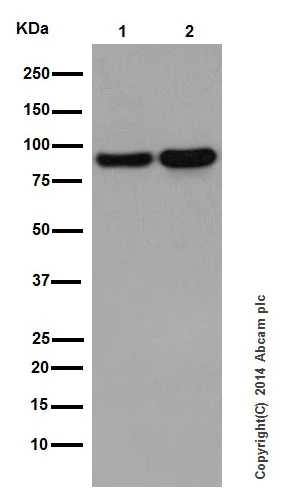 Western blot - Anti-STAT5a + STAT5b antibody [EPR16671-40] (AB194898)