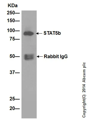 Immunoprecipitation - Anti-STAT5a + STAT5b antibody [EPR16671-40] - BSA and Azide free (AB215367)