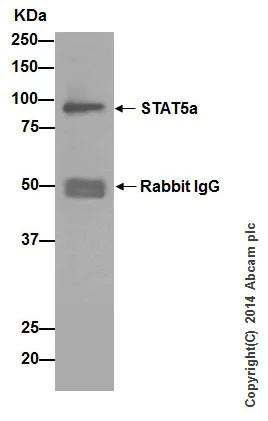 Immunoprecipitation - Anti-STAT5a + STAT5b antibody [EPR16671-40] - BSA and Azide free (AB215367)