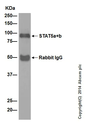 Immunoprecipitation - Anti-STAT5a + STAT5b antibody [EPR16671-40] - BSA and Azide free (AB215367)