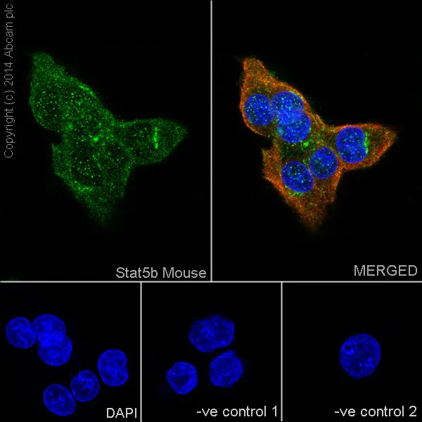 Immunocytochemistry/ Immunofluorescence - Anti-STAT5a+STAT5b antibody [EPR16668] - BSA and Azide free (AB251306)