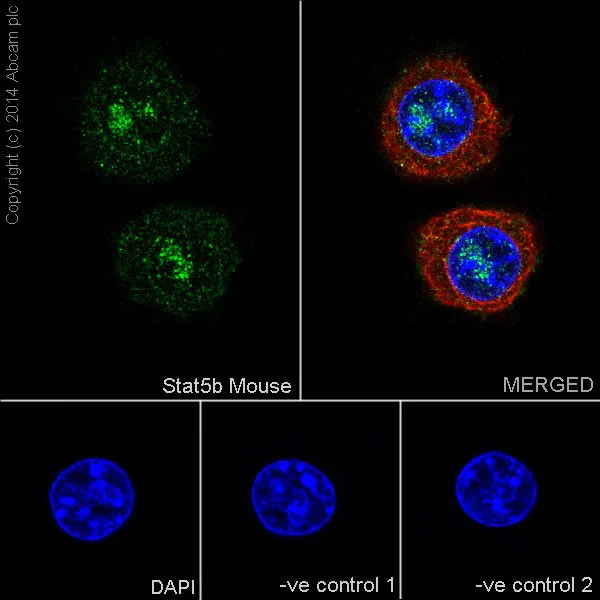 Immunocytochemistry/ Immunofluorescence - Anti-STAT5a+STAT5b antibody [EPR16668] - BSA and Azide free (AB251306)