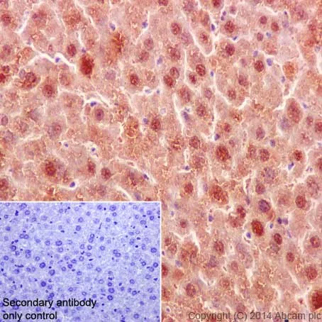 Immunohistochemistry (Formalin/PFA-fixed paraffin-embedded sections) - Anti-STAT5a+STAT5b antibody [EPR16668] - BSA and Azide free (AB251306)