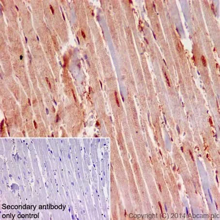Immunohistochemistry (Formalin/PFA-fixed paraffin-embedded sections) - Anti-STAT5a+STAT5b antibody [EPR16668] - BSA and Azide free (AB251306)
