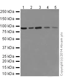Western blot - Anti-STAT5a+STAT5b antibody [EPR16668] - BSA and Azide free (AB251306)