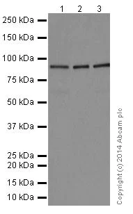 Western blot - Anti-STAT5a+STAT5b antibody [EPR16668] - BSA and Azide free (AB251306)
