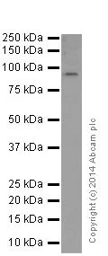 Western blot - Anti-STAT5a+STAT5b antibody [EPR16668] - BSA and Azide free (AB251306)