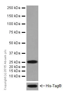 Western blot - Anti-STAT5a+STAT5b antibody [EPR16668] - BSA and Azide free (AB251306)
