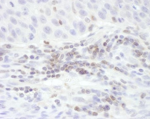 Immunohistochemistry (Formalin/PFA-fixed paraffin-embedded sections) - Anti-STAT5b antibody (AB226193)