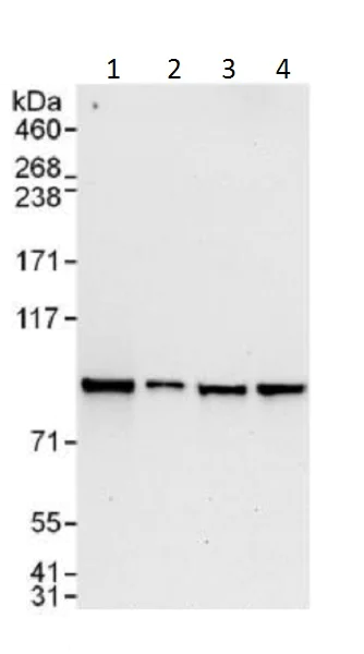 Western blot - Anti-STAT5b antibody (AB226193)