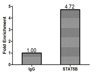 ChIP - Anti-STAT5b antibody (AB235934)