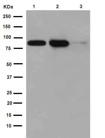 Western blot - Anti-STAT5b antibody [EPR16671] (AB178941)